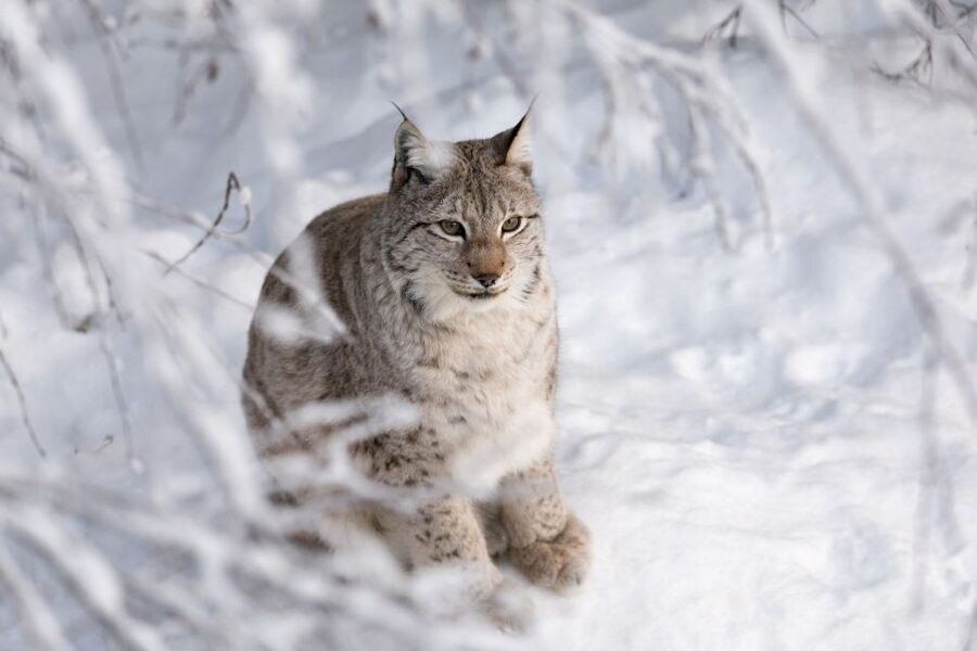 Ranua Wildlife Park Day: Visit the Arctic Animals - Key points to know before you book