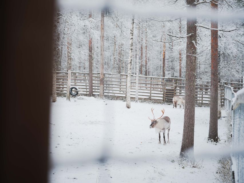 Ranua Wildlife Park Day: Visit the Arctic Animals - Walking through the snowy forest