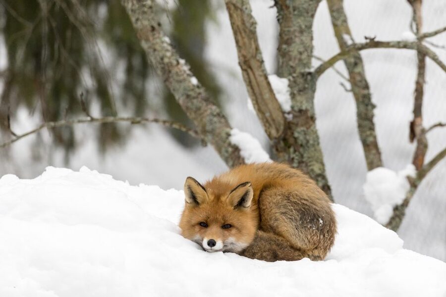 Ranua Wildlife Park Day: Visit the Arctic Animals - Polar bears, foxes, wolverines, and lynx