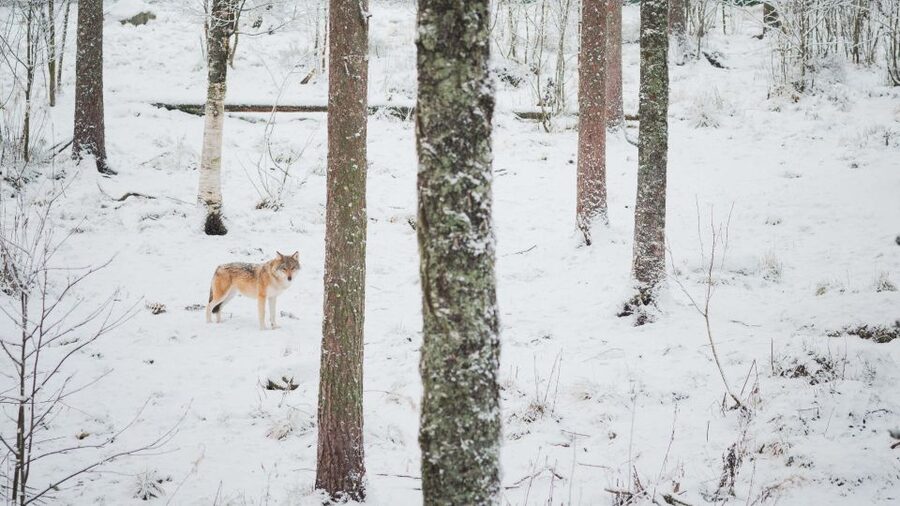 Ranua Wildlife Park Day: Visit the Arctic Animals - Winter clothing and practical comfort