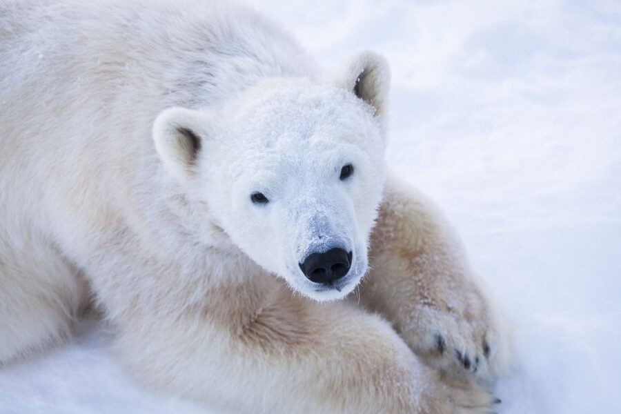 Ranua Wildlife Park Day: Visit the Arctic Animals - The one-hour ride from Rovaniemi