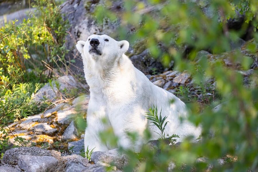 Ranua: Wildlife Park Entrance Ticket - Polar bears, lynx, and owls along the 3-kilometer route