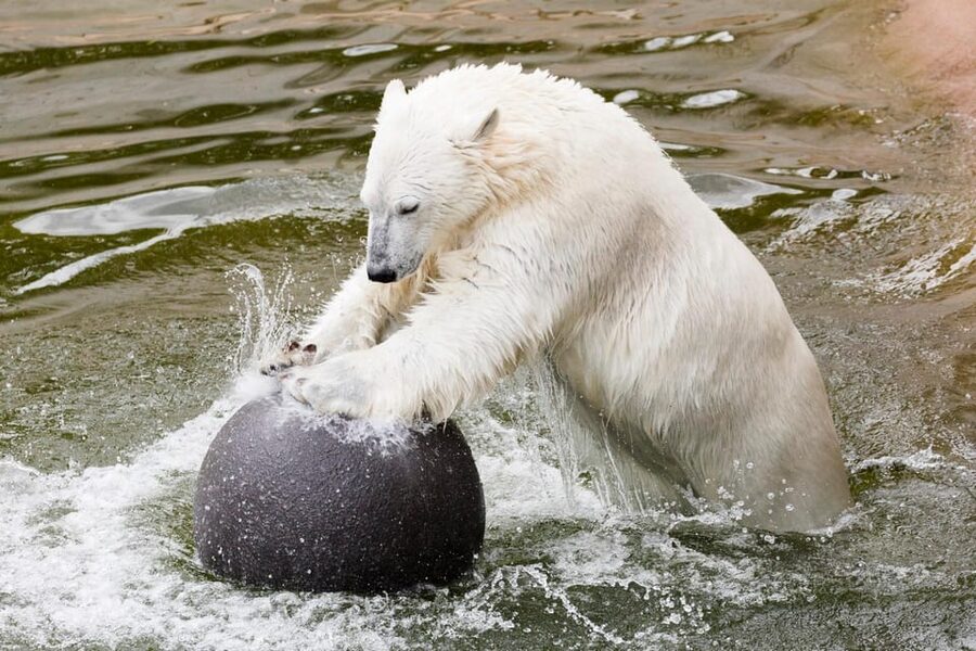 Ranua: Wildlife Park Entrance Ticket - How much time should you allow?