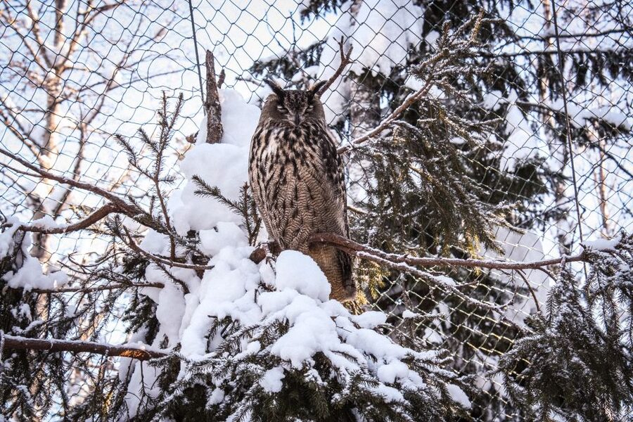 Ranua Wildlife Park Guided Tour from Rovaniemi - Who should book the Ranua Wildlife Park tour?