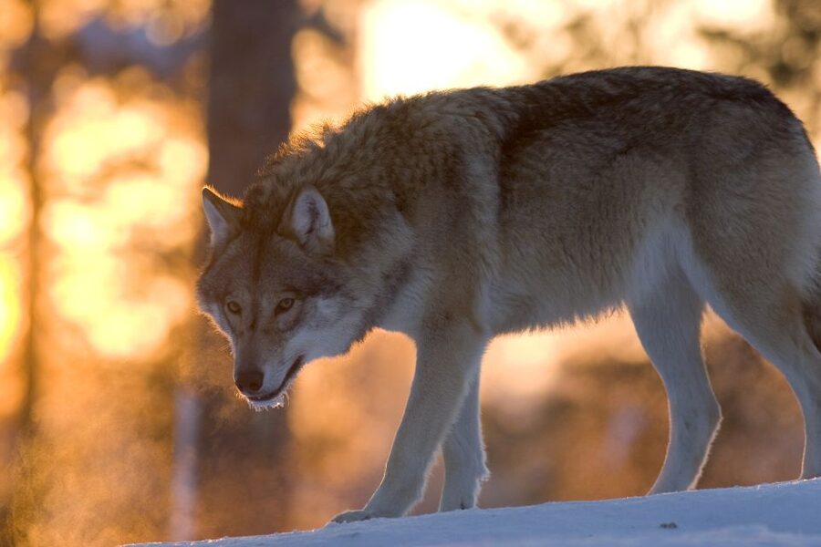 Ranua Wildlife Park Guided Tour from Rovaniemi - Walking through Ranua’s Arctic enclosures