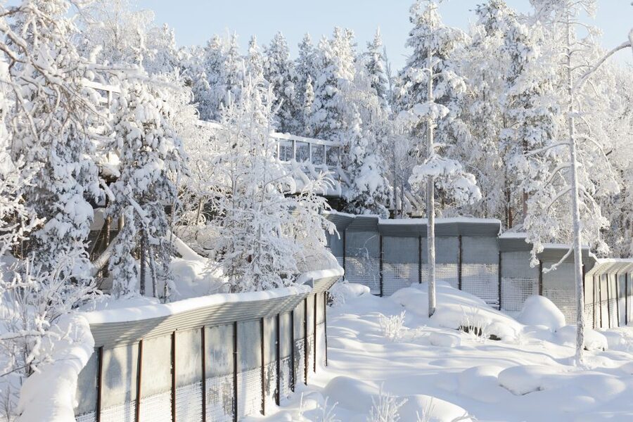 Ranua Wildlife Park Guided Tour from Rovaniemi - A family-friendly half-day, with a few limits