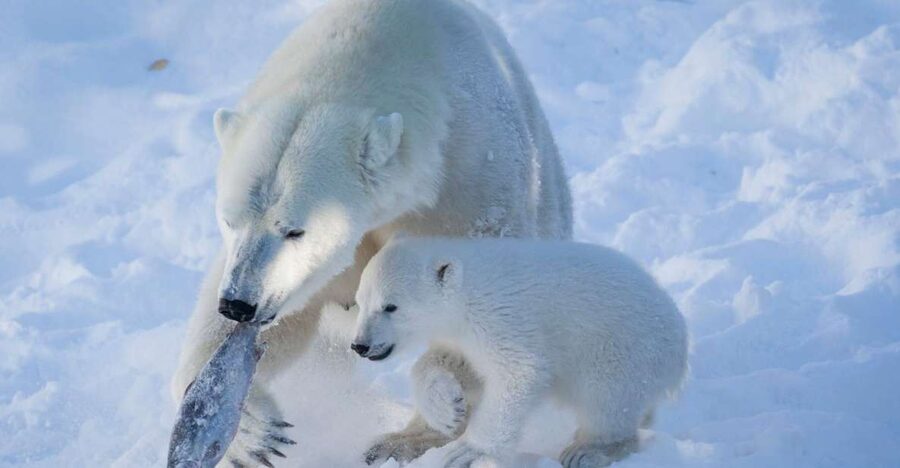Ranua Wildlife Park Guided Tour from Rovaniemi - Is $165 a fair price?