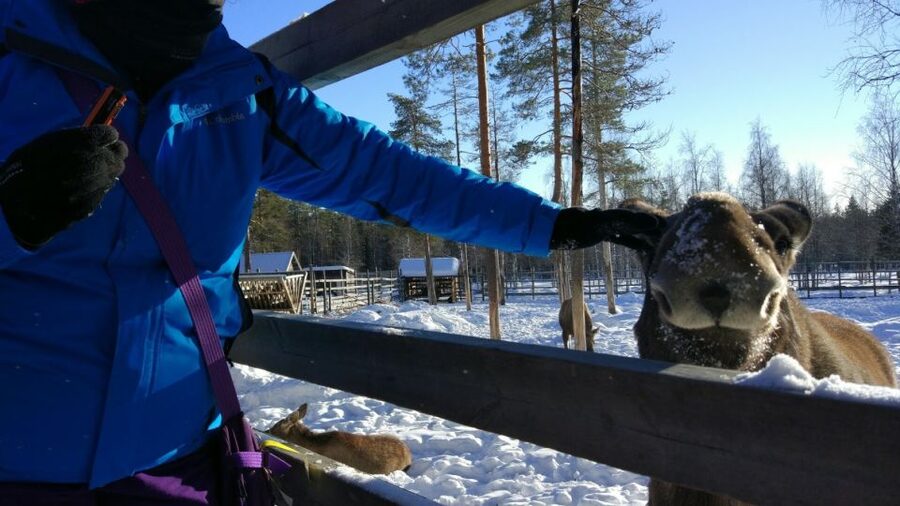 Ranua Wildlife Park Guided Tour from Rovaniemi - What the guide adds to the experience