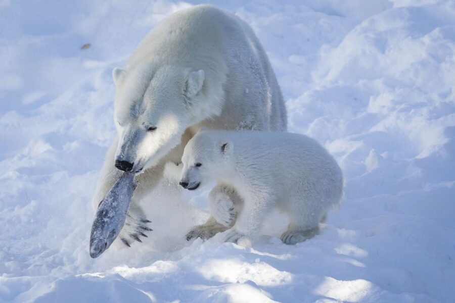 Ranua Wildlife Park Guided Tour from Rovaniemi - When this tour fits your Rovaniemi plans