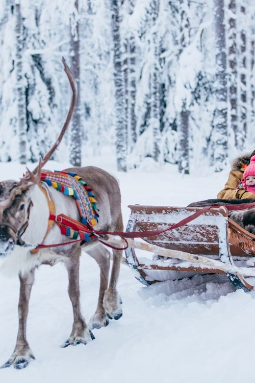 Reindeer Farm Visit with Sleigh Ride - Key points before you book