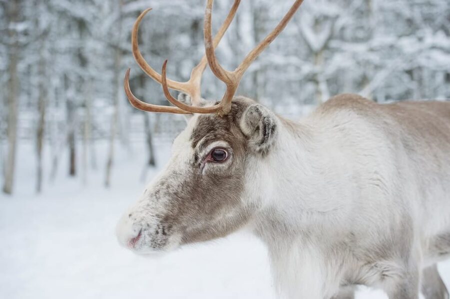 Reindeer Farm Visit with Sleigh Ride - Meeting the reindeer near Rovaniemi