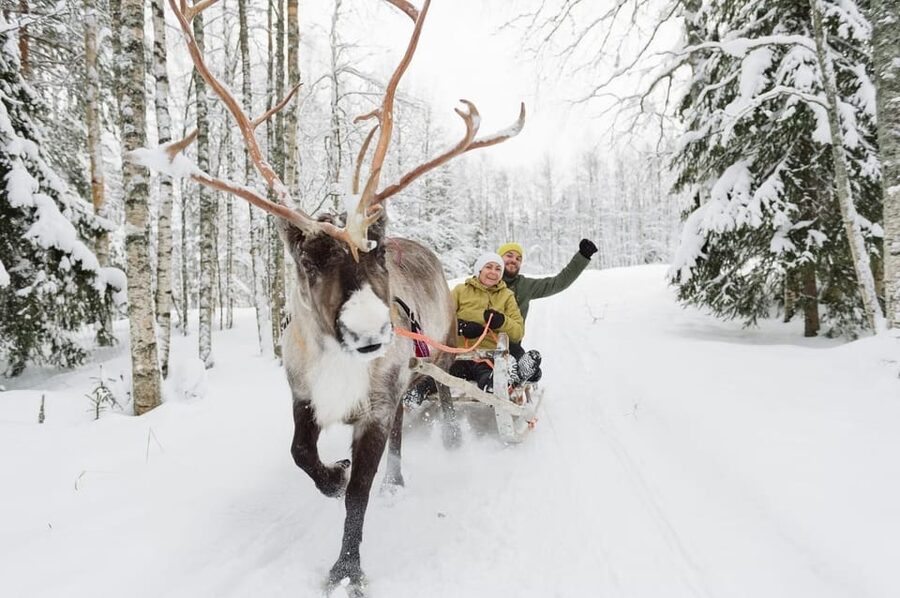 Reindeer Farm Visit with Sleigh Ride - Why the price deserves a close look
