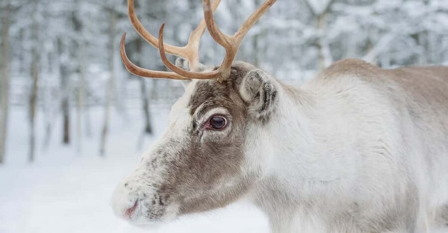 Reindeer Farm Visit with Sleigh Ride - Feeding the reindeer is the real highlight
