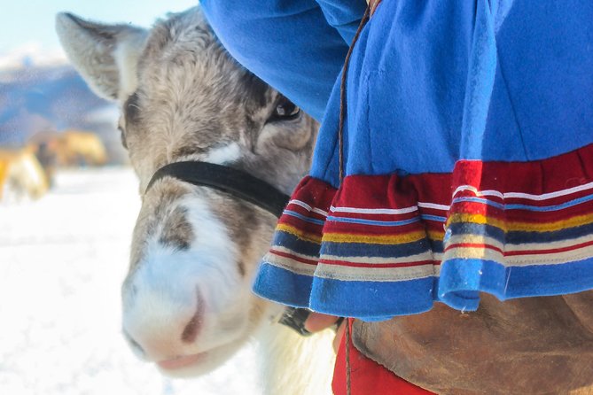 Reindeer Feeding and Sami Culture Including Lunch from Tromso - Lasso practice and the working life of reindeer herding