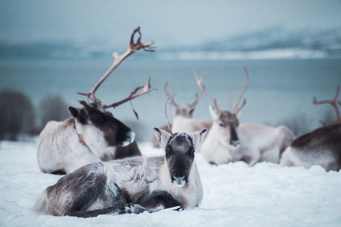 Reindeer Feeding and Sami Culture Including Lunch from Tromso - Is the $145.53 price fair?