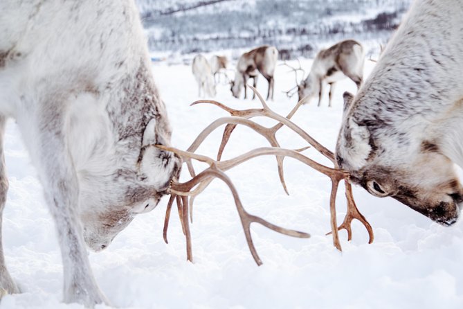 Reindeer Feeding and Sami Culture Including Lunch from Tromso - Who should book this Tromsø experience?