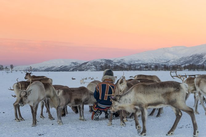 Reindeer Feeding and Sami Culture Including Lunch from Tromso - Sami stories, traditional singing, and time for questions