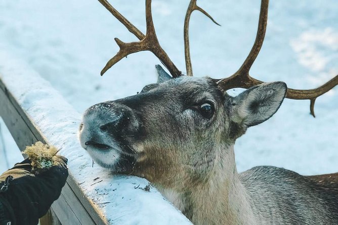 Reindeer Park Adventure - Leaving Helsinki for Nuuksio National Park