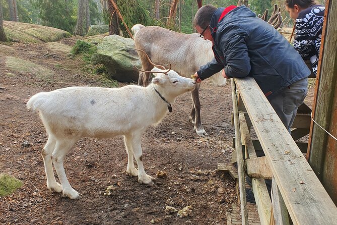 Reindeer Park Adventure - How the guides shape the experience