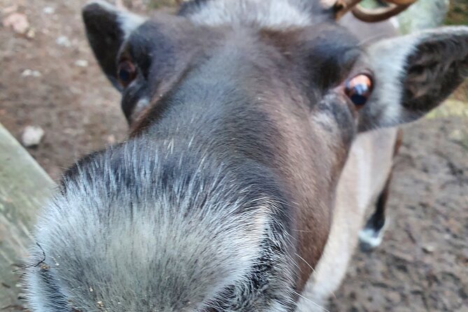 Reindeer Park Adventure - Meeting the reindeer at the park