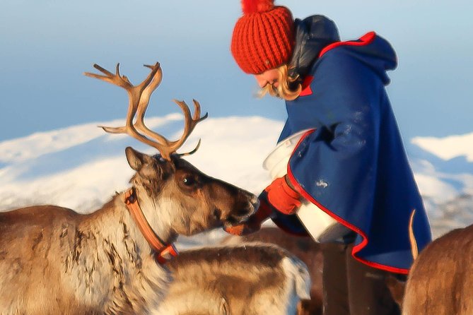 Reindeer Sledding Experience and Sami Culture Tour from Tromso - The short ride from Tromsø to the Sami camp