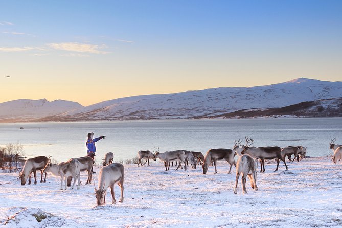 Reindeer Sledding Experience and Sami Culture Tour from Tromso - What the group size means in practice