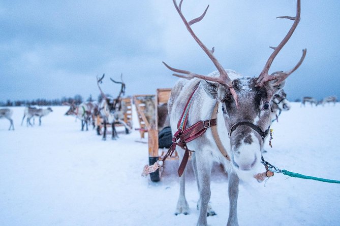 Reindeer Sledding Experience and Sami Culture Tour from Tromso - Clothing matters more than the forecast suggests
