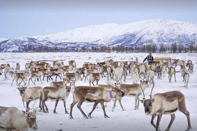 Reindeer Sledding Experience and Sami Culture Tour from Tromso - Is the $225.64 price good value?