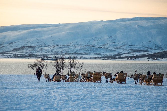 Reindeer Sledding Experience and Sami Culture Tour from Tromso - A 30-minute reindeer sleigh ride