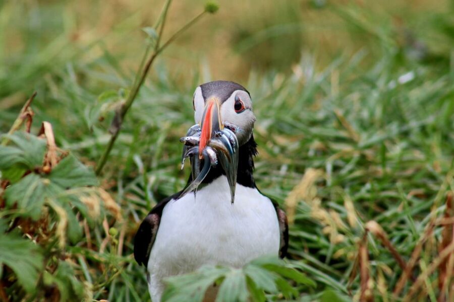 Reykjavik: 1-Hour Puffin Watching Tour - Puffin watching at a glance