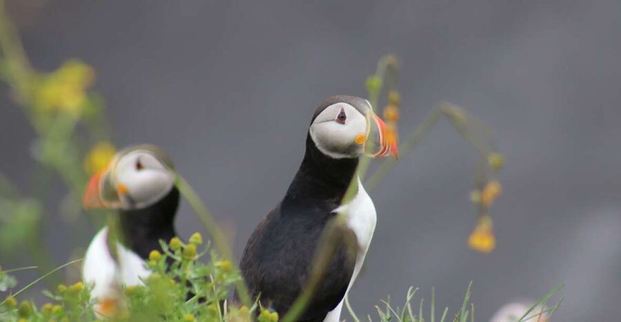 Reykjavik: 1-Hour Puffin Watching Tour - A short cruise with a very Icelandic payoff