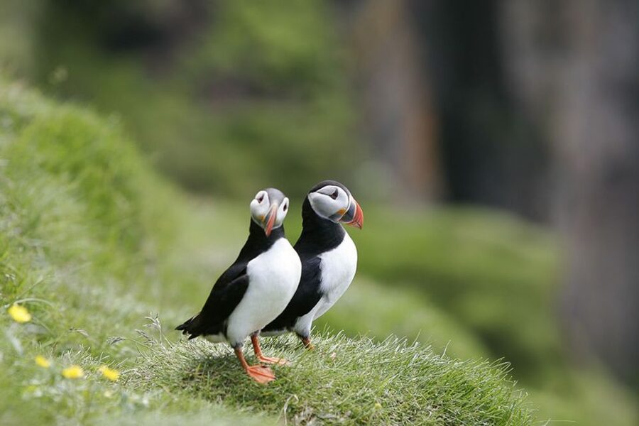 Reykjavik: 1-Hour Puffin Watching Tour - The boat ride out to the islands