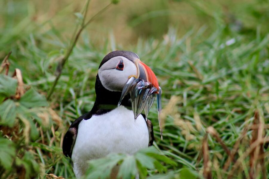 Reykjavik: 1-Hour Puffin Watching Tour - Puffins are not the only birds