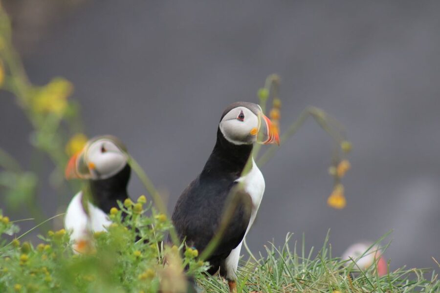 Reykjavik: 1-Hour Puffin Watching Tour - Getting to the Elding departure point