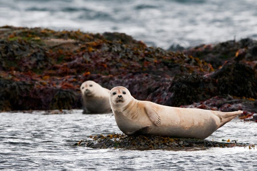 Reykjavik: 2-Day West Tour with Snæfellsnes & Silver Circle - Transport, clothing, and the daily pace
