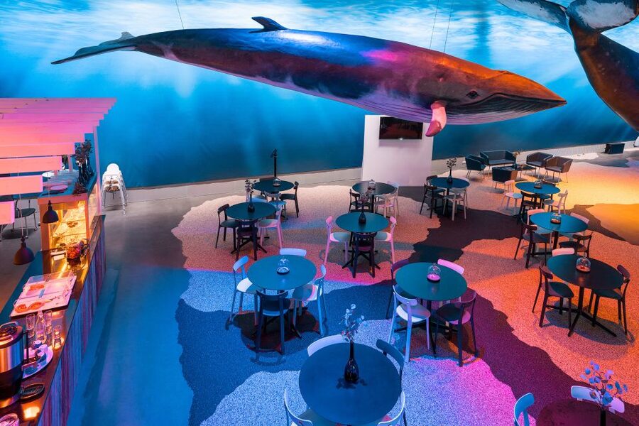 Reykjavik: 2-Hour Northern Lights by Boat with Backup Plan - The biggest condition to understand