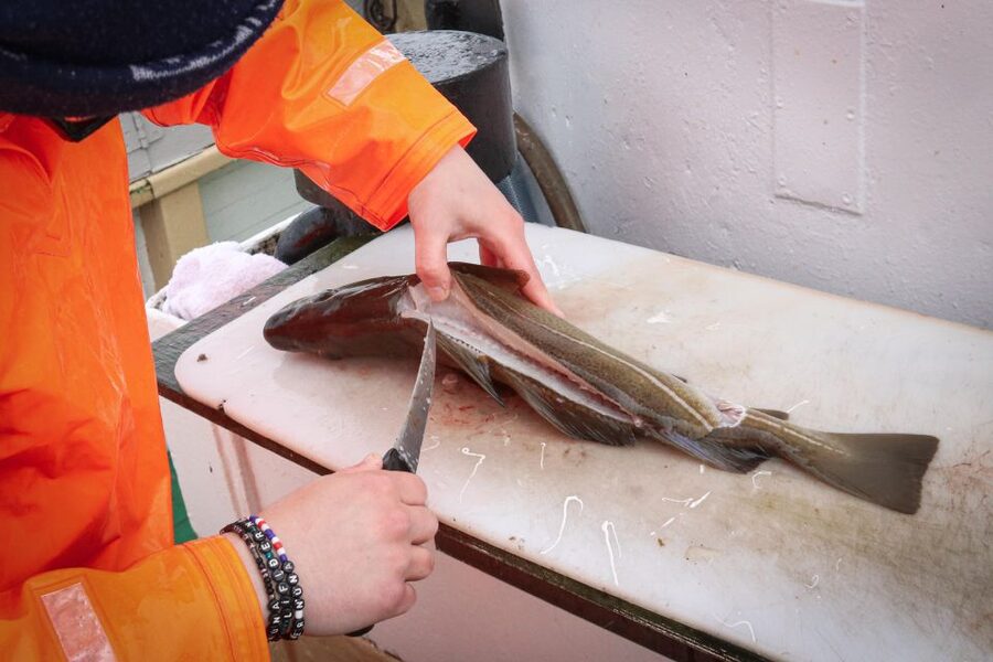 Reykjavik: 3-Hour Sea Angling Gourmet Experience Tour - Fishing Faxaflói from Reykjavik