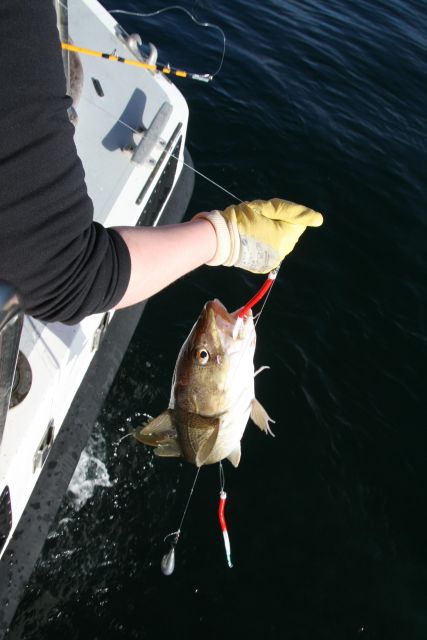 Reykjavik: 3-Hour Sea Angling Gourmet Experience Tour - Wildlife sightings are a welcome extra