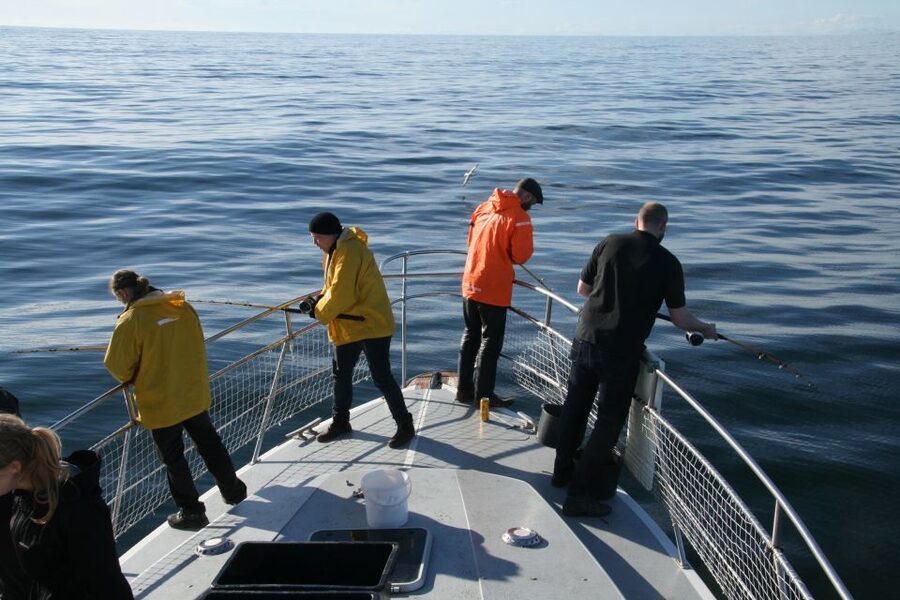 Reykjavik: 3-Hour Sea Angling Gourmet Experience Tour - How the fishing works for first-timers