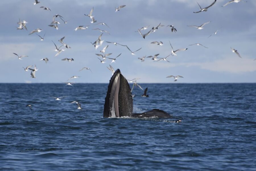 Reykjavik: ATV Ride & Whale Watching Boat Tour - Key points to know before booking