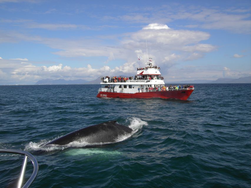 Reykjavik: ATV Ride & Whale Watching Boat Tour - A 9:00 pickup and a clear start to the day