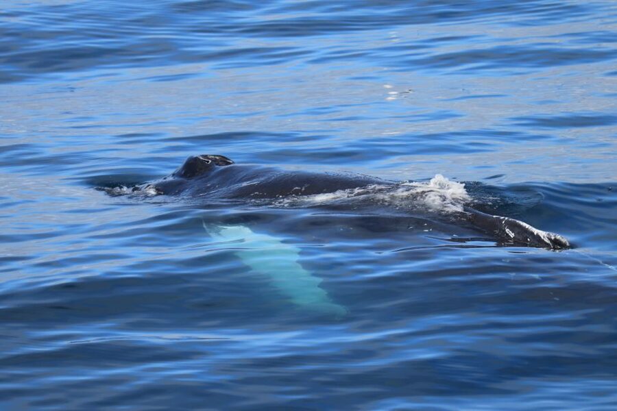 Reykjavik: Best Value Whale Watching Boat Tour - Should you book this Reykjavik whale tour?