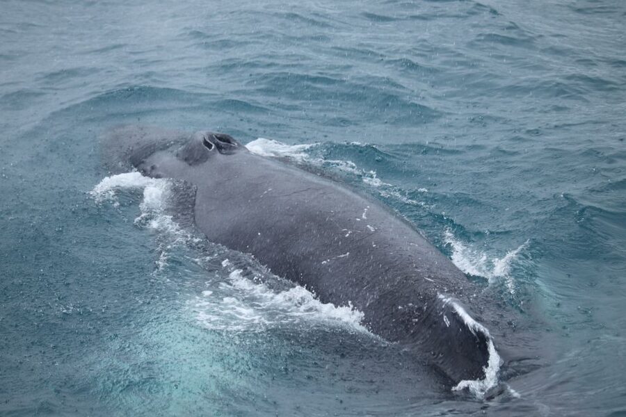 Reykjavik: Best Value Whale Watching Boat Tour - Leaving Reykjavik from the Old Harbour