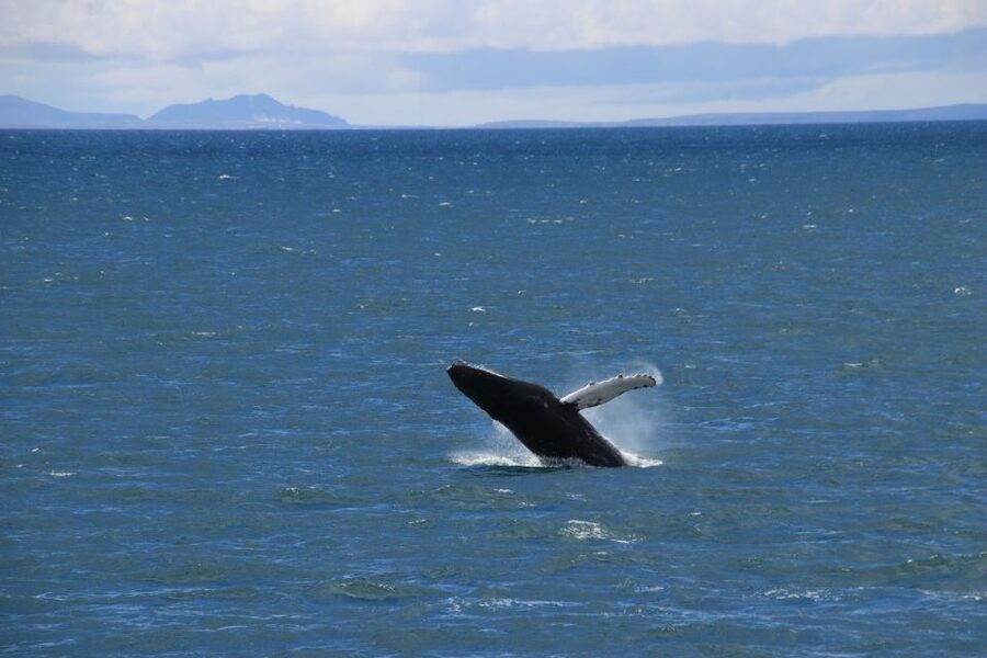 Reykjavik: Best Value Whale Watching Boat Tour - Reykjavik, mountains, islands, and seabirds