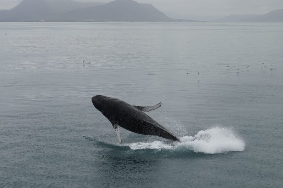 Reykjavik: Best Value Whale Watching Boat Tour - Comfort on board in Icelandic weather