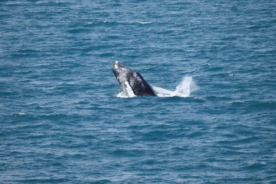 Reykjavik: Best Value Whale Watching Boat Tour - How to prepare for the 3.5-hour outing