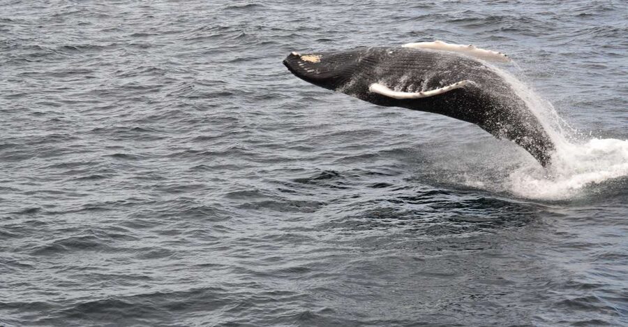 Reykjavik: Best Value Whale Watching Boat Tour - Who will enjoy this whale-watching tour?