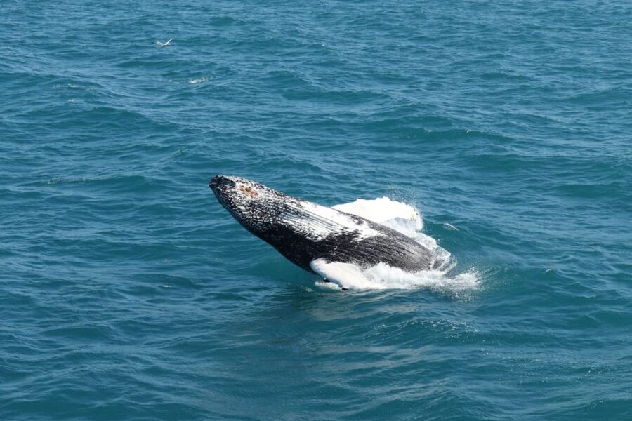 Reykjavik: Best Value Whale Watching Boat Tour - Sailing across Faxaflói Bay