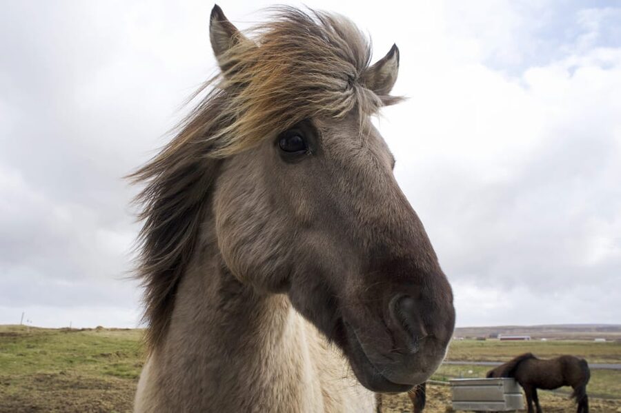 Reykjavik Combo: Horse Riding & Snorkeling in Silfra Fissure - What the Silfra snorkeling portion feels like