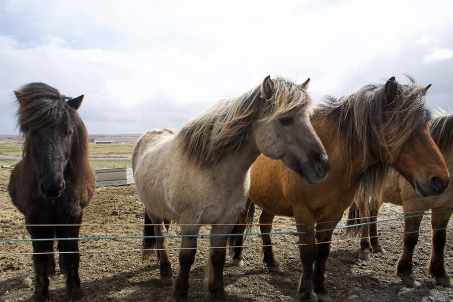 Reykjavik Combo: Horse Riding & Snorkeling in Silfra Fissure - Riding Icelandic horses at Laxnes Horse Farm